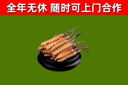 施甸回收冬虫夏草