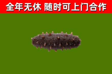 施甸回收海参干